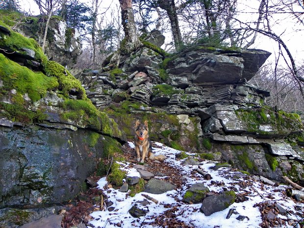 KaaterskillHuckleberryNov2011