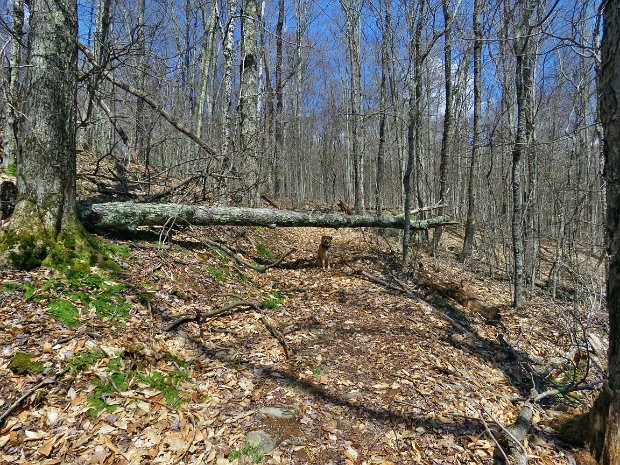 BigCabotLittleApr2021