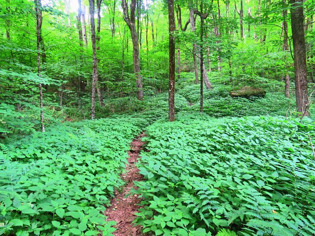 BigLittlePondsJun2020