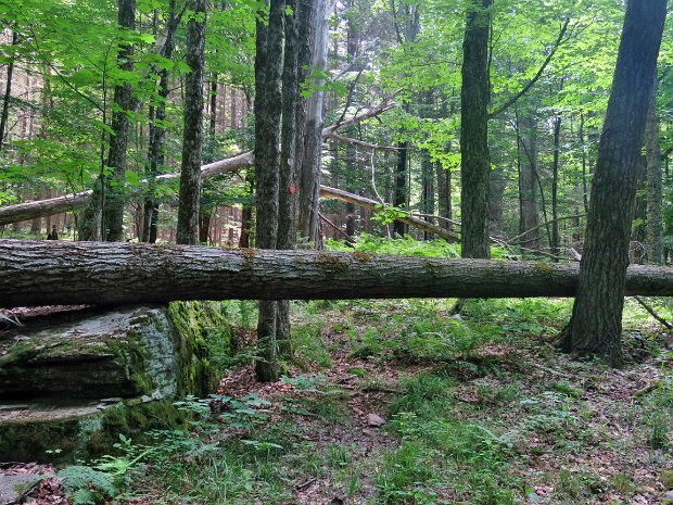 BigPondFLTMaintenanceJun2021