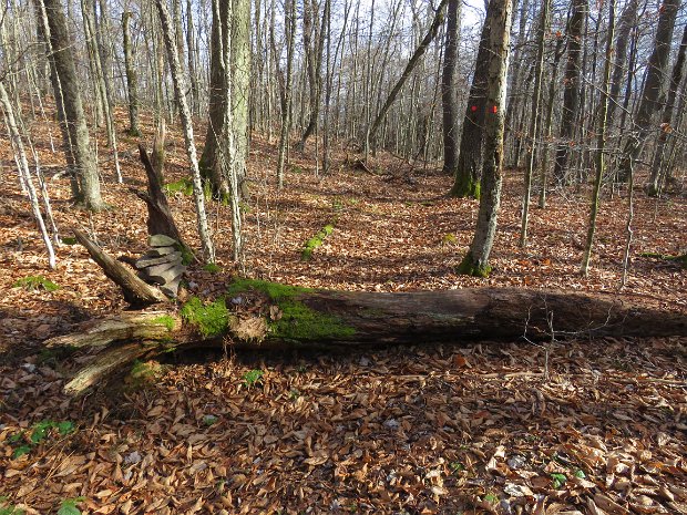 LongPondBeaverkillRidgeNov2020