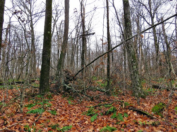 LongPondOneTreeLoopNov2020