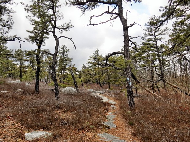 JennyLaneLoopJan2015