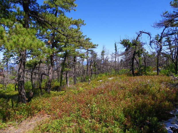 MinnewaskaAwostingSep2009