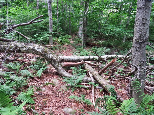 MongaupHardenburghAug2021