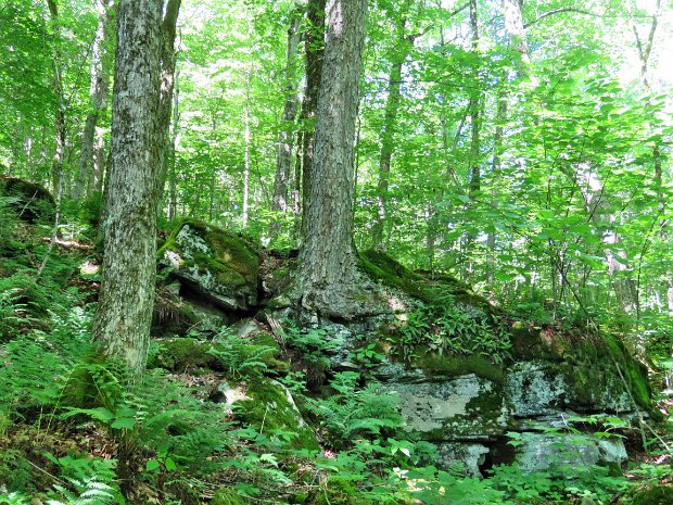 MongaupHardenburghJun2021