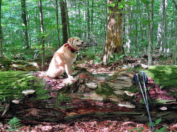 MongaupHardenburghLPBRJun2021