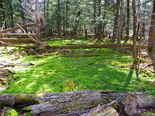 MongaupLedgesApr2012