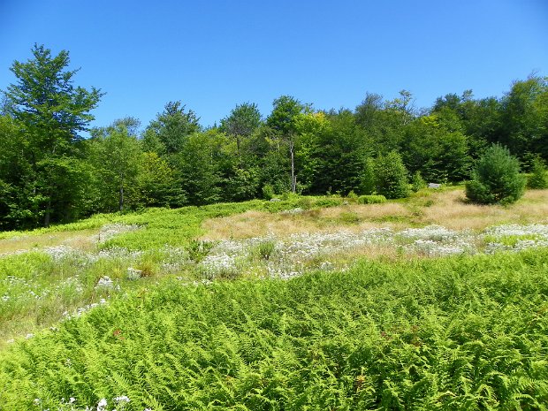 MongaupLedgesAug2011