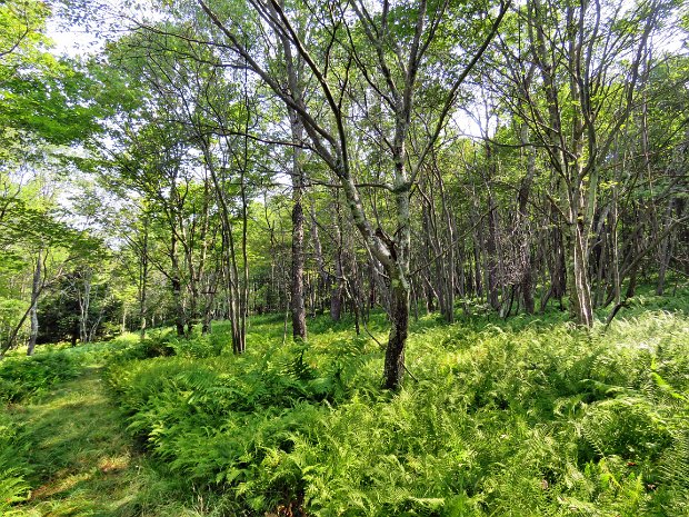 MongaupLoopBigCounterAug2018