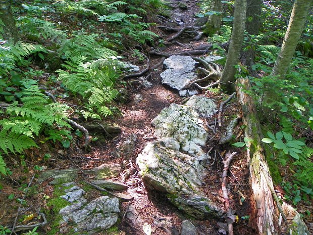 MountGreylockLoopJul2010