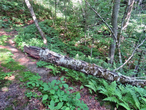 NeversinkHardenburghSouthJul2021