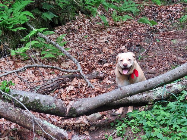 Neversink Hardenburgh