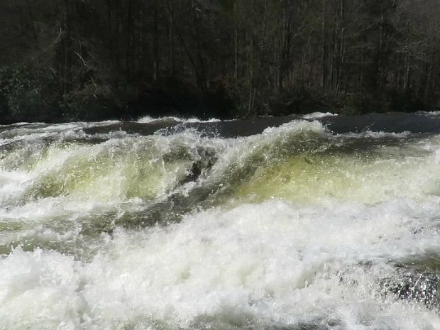 MulletDentonWolfApr2017