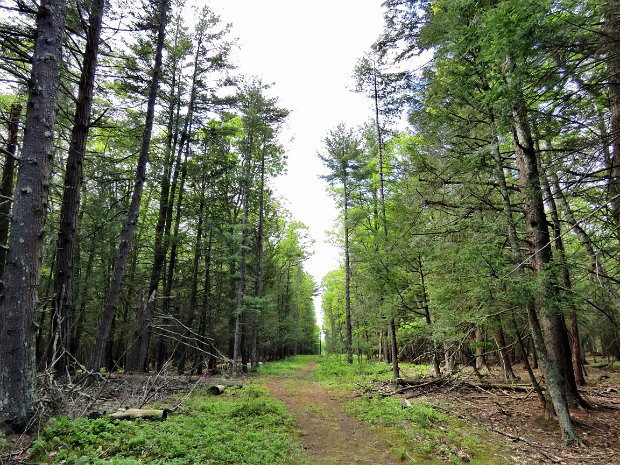 DamascusForestLoopMay2017