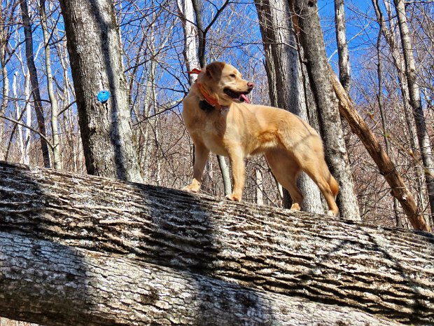 PantherFoxHollowApr2015