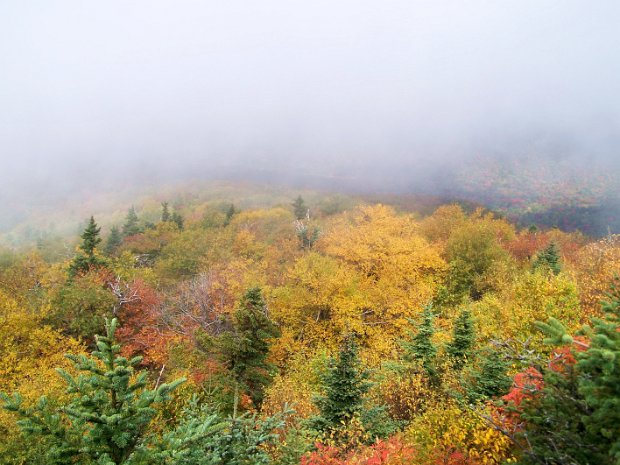 PeekamooseTableSep2008