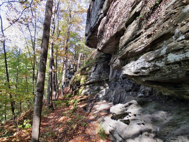 PhoeniciaTanbarkOct2014