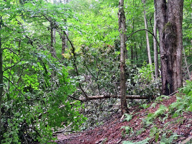 RoundTopMaintenanceAug2021