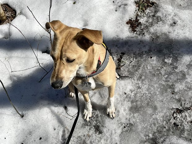 RoundTopRambleMar2025