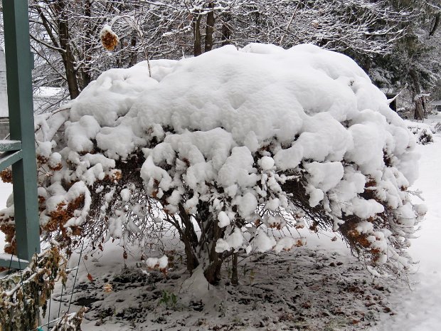 RoundTopSnowshoeNov2016