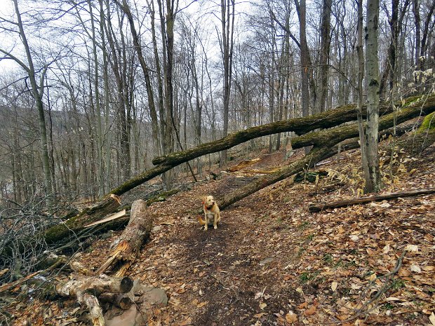 RoundTopTreePartyApr2018