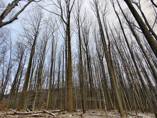 FishkillRidgeRt9Jan2017