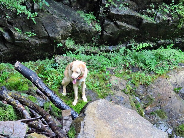 ShaupeneakRidgeWRGJul2016