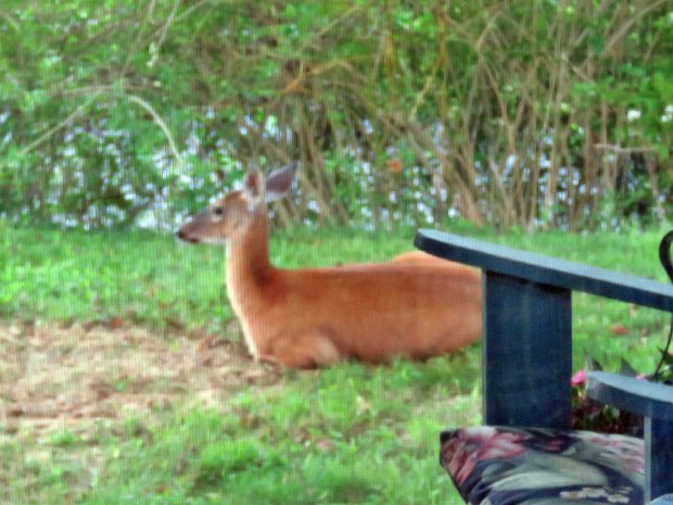 ShavertownTrailJun2018