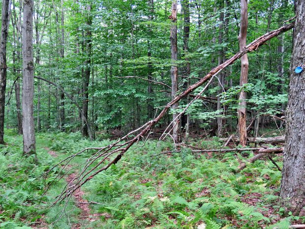 MudTroutMaintenanceJul2017