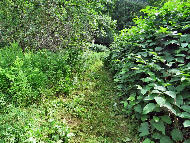 RussellBrookMaintenanceJul2017