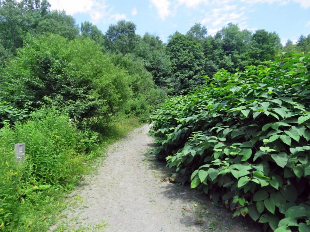 TroutKnotweedJul2020