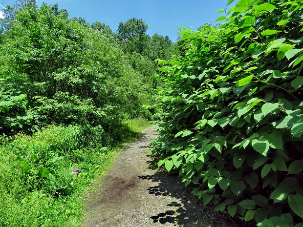 TroutKnotweedJun2022