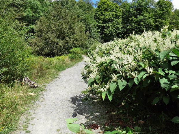 TroutMaintenanceAug2015