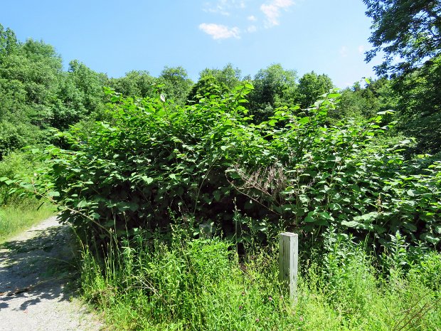 TroutMortonHillJun2016