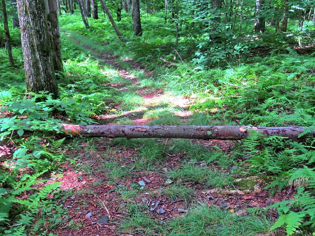 TroutWalkWorkJul2020