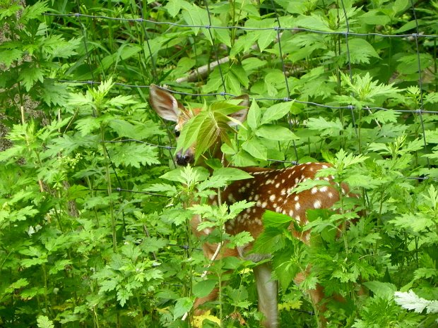 WrightPondWestbyJun2010