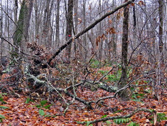 picture taken during a hike